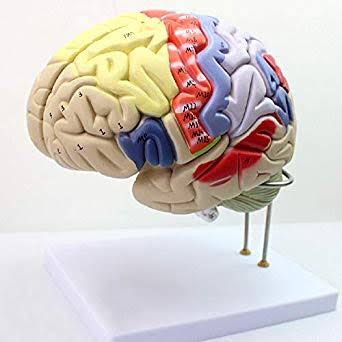 Human Brain Anatomy...